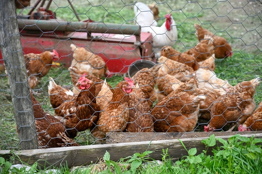 Group of brown-feathered laying hens with a rooster in a coop. Domestic chickens and rooster roaming inside a farm fence. Lohmann Brown laying hens.