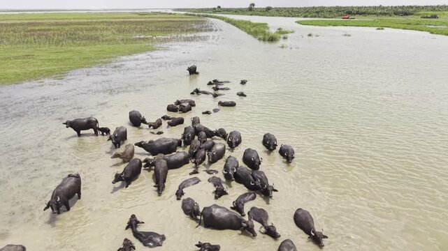 Aerial footage of numerous water buffalo resting and bathing together in shallow muddy river water as the drone slowly moves forward, widening the view to reveal green grassland and riverbank.