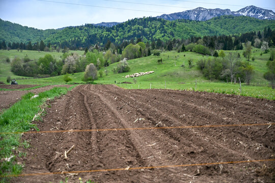 Ploughed rural field ready for sowing with a flock of sheep in the background. Agricultural landscape showing arable land and grazing sheep in the countryside.