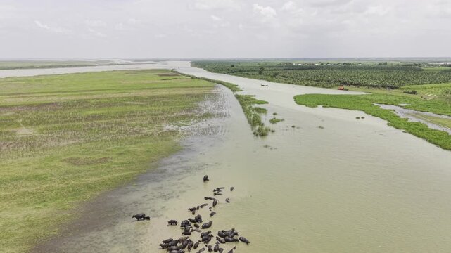 A large herd of water buffalo bathes and rests in shallow muddy river water while a drone gradually rises above the animals, revealing the green riverbank, grass-covered charland, and distant water.