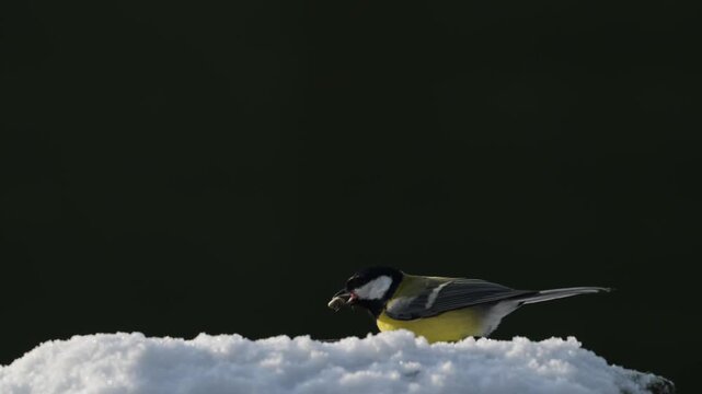 Serveral great tits and marsh tit searches for food in the snow, garden, winter, lower saxony, (parus major, parus palustris), germany