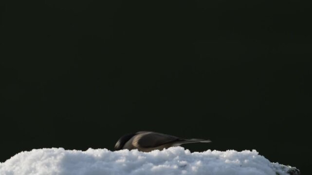 Serveral blue tits and great tits with marsh tit searches for food in the snow, garden, winter, lower saxony, (parus major, parus palustris, parus caeruleus), germany