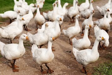 Flock of white domestic geese outdoors on a rural farm, illustrating poultry farming, livestock husbandry, free range birds and traditional agricultural life. © Aigul Sabirova