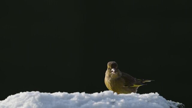 Serveral greenfinches and great tits searches for food in the snow, garden, winter, lower saxony, (carduelis chloris, parus major), germany