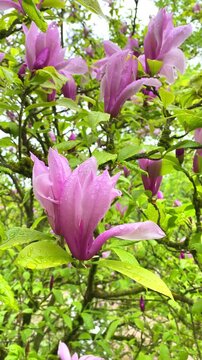 Flowers bloom on a tree in a garden during spring with green leaves and pink petals