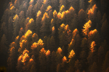 Golden larch trees glow in low sunlight across a dense autumn forest in the Dolomites. Telephoto view highlighting vibrant fall colors and woodland patterns © Ivan Kmit