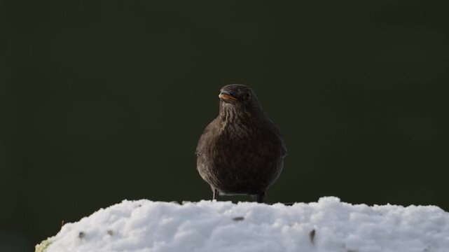Serveral great tits and blue tit and a female blackbird searches for food in the snow, garden, winter, lower saxony, (parus major, columba palumbus), germany