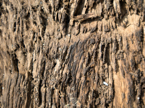 The texture of the tree wood is dead and has been burned by fire