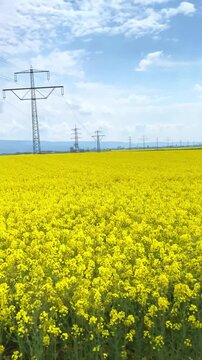 Bright yellow field under blue sky with power lines in the countryside