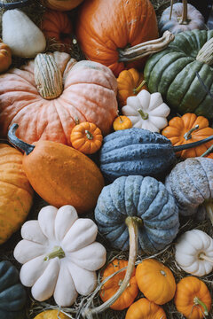 Close-up of assorted pumpkins in various shapes and autumn colors. Seasonal display perfect for fall harvest, Thanksgiving table, or Halloween background