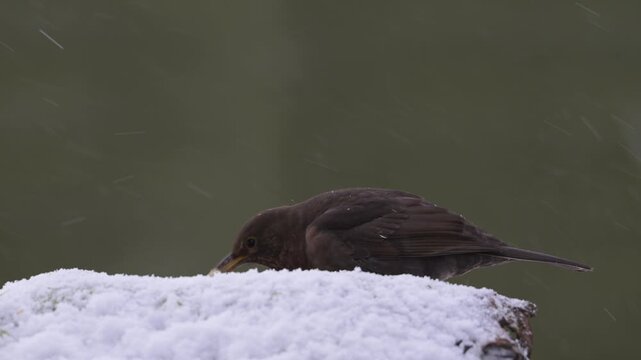 Serveral greenfinches and a female blackbird searches for food in the snow, garden, winter, lower saxony, (carduelis chloris, columba palumbus), germany