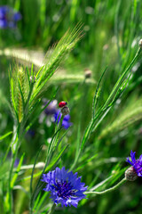 ladybug on a blade of grass © Zoia