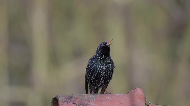 A male starling is perched on the roof of a house, singing in spring, spring, lower saxony, (sturmus vulgaris), germany
