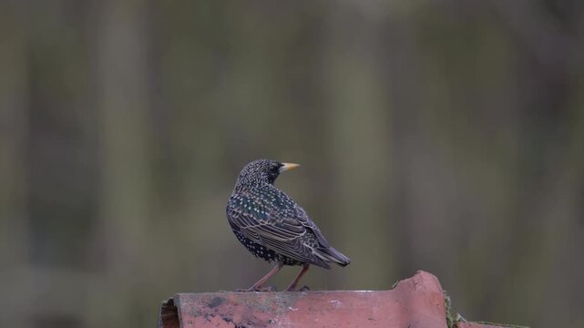 A male starling is perched on the roof of a house, singing in spring, spring, lower saxony, (sturmus vulgaris), germany