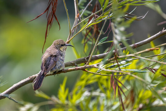 A female Marico Sunbird (Cinnyris mariquensis) perched gracefully on a tree branch in its natural African habitat. Her subtle plumage and delicate features beautifully reflect the understated elegance