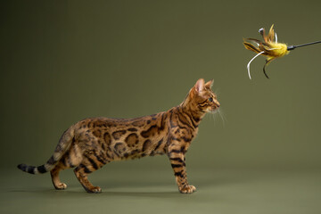 Naklejka premium A Bengal cat strides forward toward a feather toy above. Its legs are extended, and posture shows active movement.