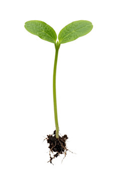 Young seedling with roots and soil isolated on a white background