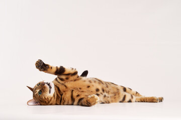 Fototapeta premium A Bengal cat lies on its back with one paw in the air. Its playful position and open belly suggest comfort.