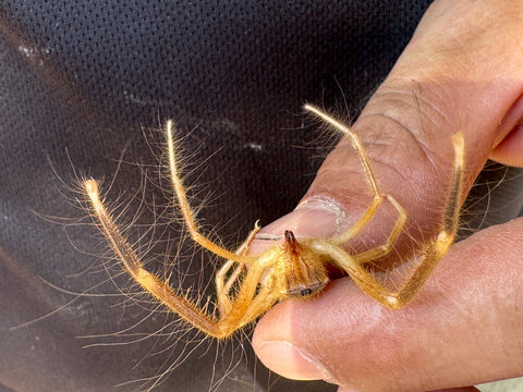 Hand Pinches Hairy Spider With Long Thin Legs Against Dark Fabric, Creating Striking Macro Detail Of Fragile Insect Body, Textured Skin, And Sharp Natural Light For Wildlife, Education