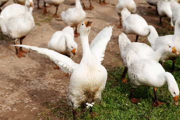 White domestic goose spreading its wings among a flock of geese on a rural farm, showing natural bird behavior and free range poultry farming. © Aigul Sabirova