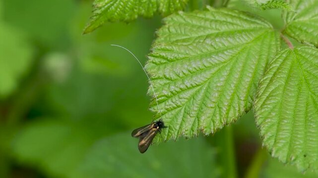 Green Longhorn Moth on a Bramble Leaf