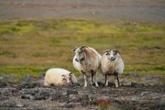 Icelandic sheep graze freely during the summer.