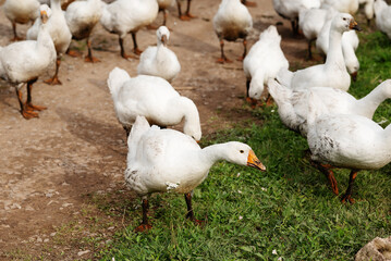 Flock of white domestic geese walking, feeding and gathering outdoors on a rural farm, showing free range poultry farming, livestock keeping and everyday farm life. © Aigul Sabirova