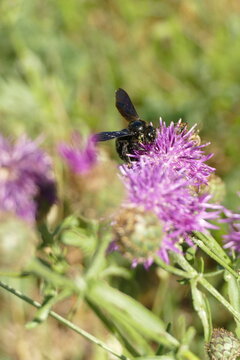 Carpenter bee