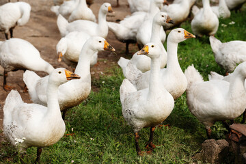 Flock of white domestic geese walking, feeding and gathering outdoors on a rural farm, showing free range poultry farming, livestock keeping and everyday farm life. © Aigul Sabirova