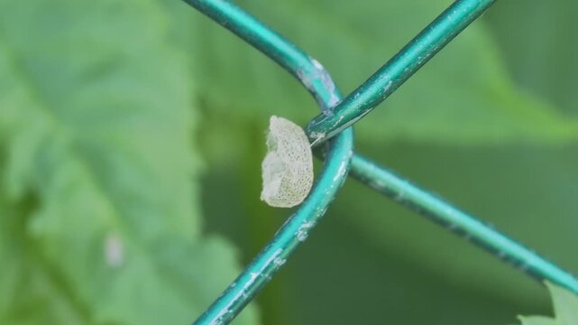 Video of an empty delicate insect cocoon mesh attached to a green wire fence in 4k at 50 fps.