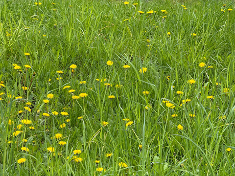 Dandelions in the meadow grass