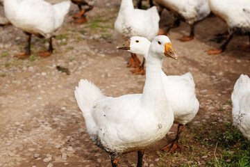 Two white domestic geese standing together among a flock on a rural farm, illustrating poultry farming, animal husbandry, free range livestock and everyday farm life. © Aigul Sabirova