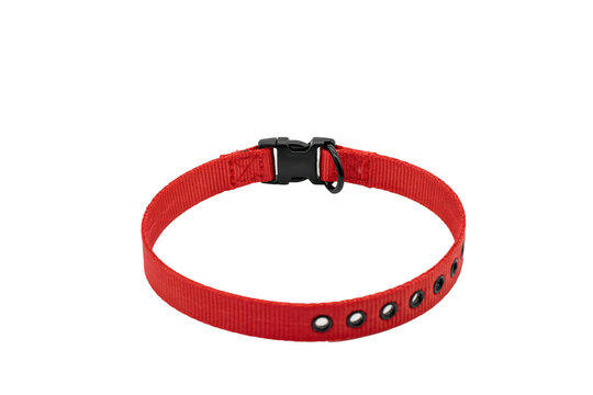 Bright red nylon dog collar with black plastic buckle and metal d-ring for pet safety and walking control isolated on a transparent background