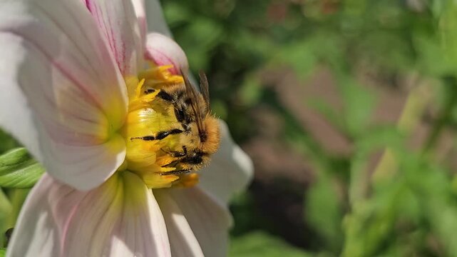 Bumblebee gathers pollen on a peach dahlia blossom surrounded by green garden leaves and softly blurred flowers in warm natural light for a close seasonal pollination scene..