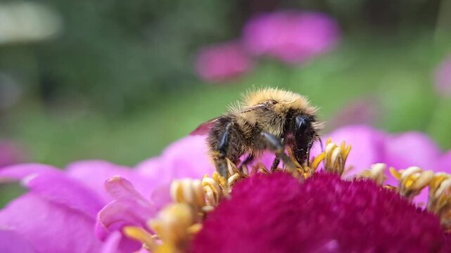 A close up of a bumblebee cleaning its proboscis with its legs; the bumblebee then flies away from the flower