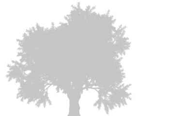 Fototapeta premium Light gray tree silhouette isolated on transparent background