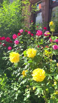 Bright flowers bloom in a garden in springtime on a sunny day