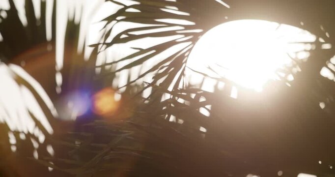 Abstract sun flare palm trees lights bokeh sunny nostalgic vacation
