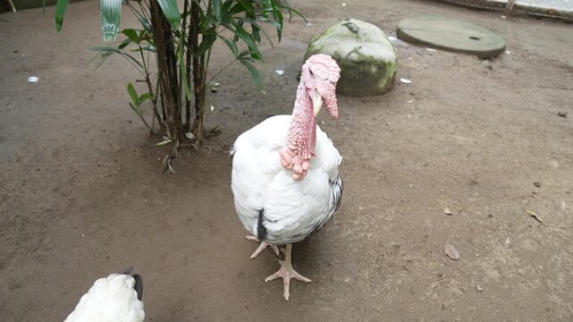 A large white and black Royal Palm Turkey walking outdoors on dirt ground.
