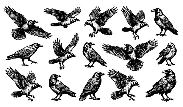 Untitled design Flying Raven with Spread Wings Vintage Engraving, Black Bird Botanical Vector Illustration