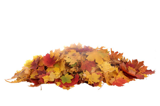 Harvest Season Leaf Pile &ndash; Transparent Background
