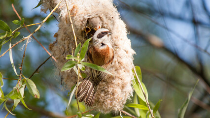 A penduline tit feeds its chicks in a nest © lazalnik