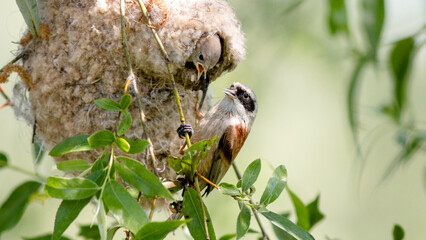 A penduline tit feeds its chicks in a nest © lazalnik