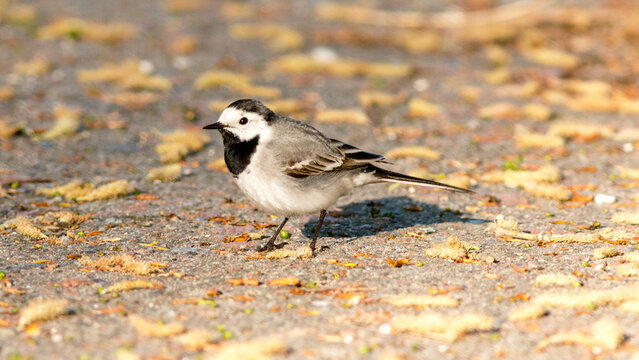 sparrow on the ground
