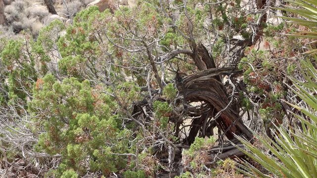 California Juniper, Juniperus Californica, a fantastic native dioecious shrub displaying trunks with aging fluted furrowed exfoliating bark during early Autumn in the Little San Bernardino Mountains.