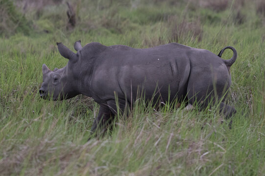 White rhinoceros (Ceratotherium simum) with calf in natural habitat, South Africa