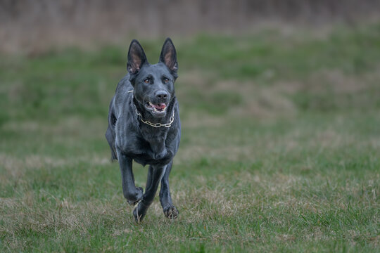 The picture shows a German Shepherd Dog (GSD).