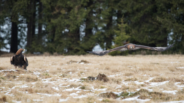 The image shows a golden eagle ( Aquila chrysaetos ) captured feeding on the ground.