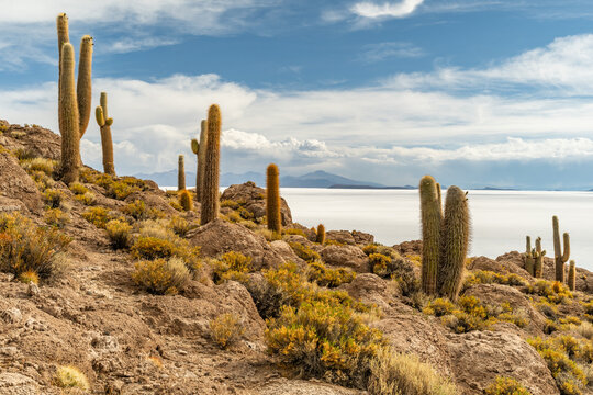 Salar de Uyuni salt plains with large cactuses of island Incahuasi at sunrise time, Andean Altiplano, Bolivia, South America.