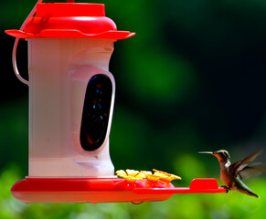 Naklejka premium hummingbird feeding on feeder
